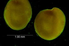 Cuscuta pacifica -  seeds