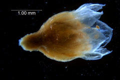 Cuscuta pacifica -flower