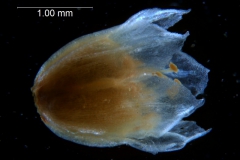 Cuscuta pacifica - corolla, 3D