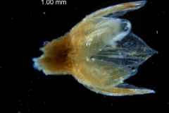 Cuscuta pacifica - calyx, 3D