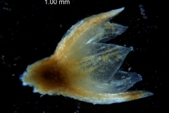 Cuscuta pacifica - calyx, 3D