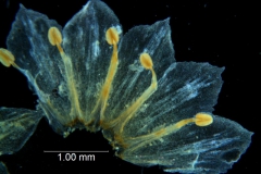 Cuscuta pacifica - corolla dissected