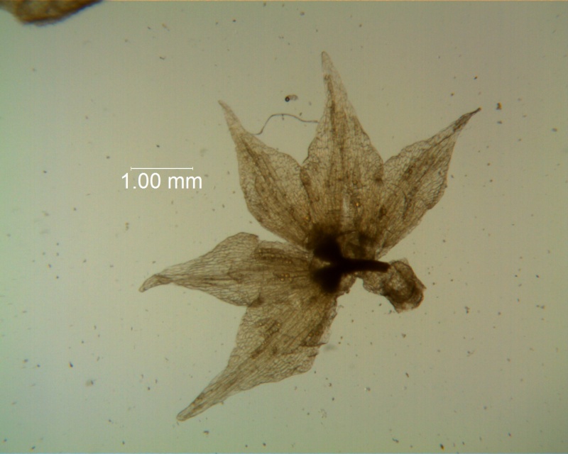 Cuscuta salina - calyx, dissected