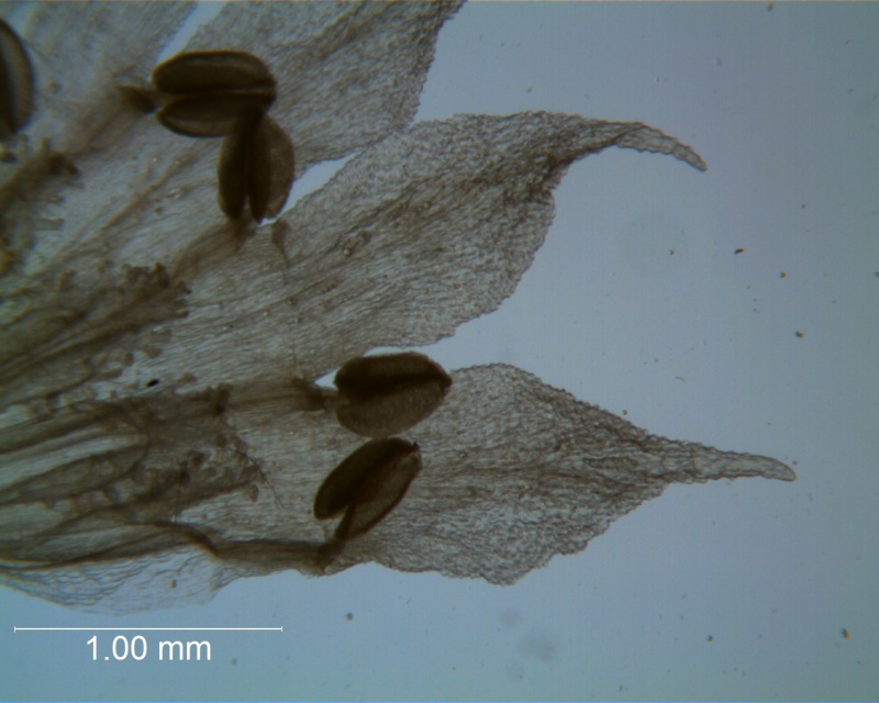 Cuscuta salina - corolla lobes detail