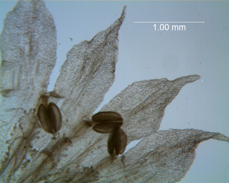 Cuscuta salina - corolla lobes detail