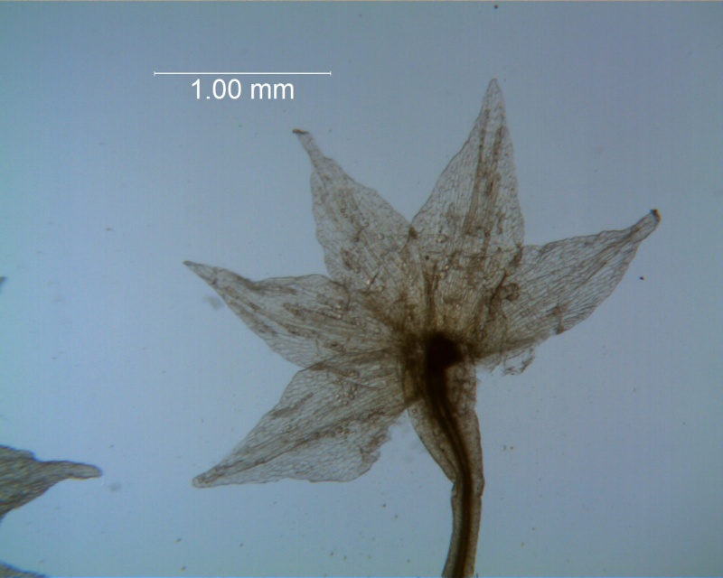 Cuscuta salina - calyx, dissected