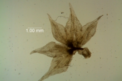Cuscuta salina - calyx, dissected