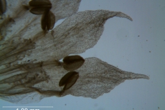 Cuscuta salina - corolla lobes detail