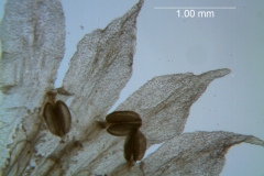 Cuscuta salina - corolla lobes detail