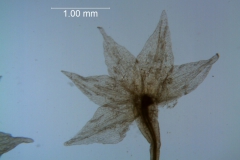 Cuscuta salina - calyx, dissected