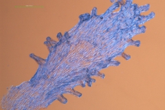 Cuscuta salina - infrastaminal scale, detached from corolla