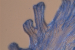 Cuscuta salina - infrastaminal scale detail