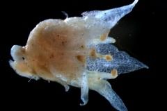 Cuscuta californica var. breviflora Engelm., flower