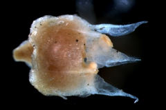 Cuscuta californica var. breviflora Engelm., flower