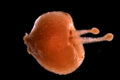 Cuscuta californica var. breviflora Engelm., gynoecium