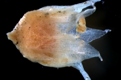Cuscuta californica var. breviflora Engelm., flower