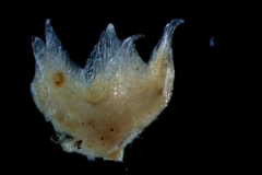 Cuscuta californica var. breviflora Engelm., calyx 3D