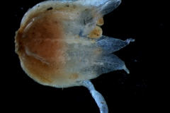 Cuscuta californica var. breviflora Engelm., corolla, 3D