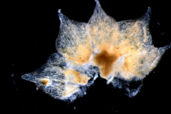 Cuscuta californica var. breviflora Engelm., calyx, dissected