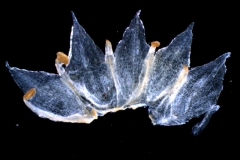 Cuscuta californica var. breviflora Engelm., corolla dissected