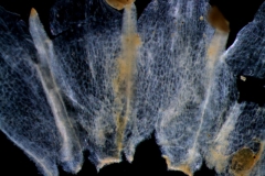 Cuscuta californica var. breviflora Engelm., corolla dissected