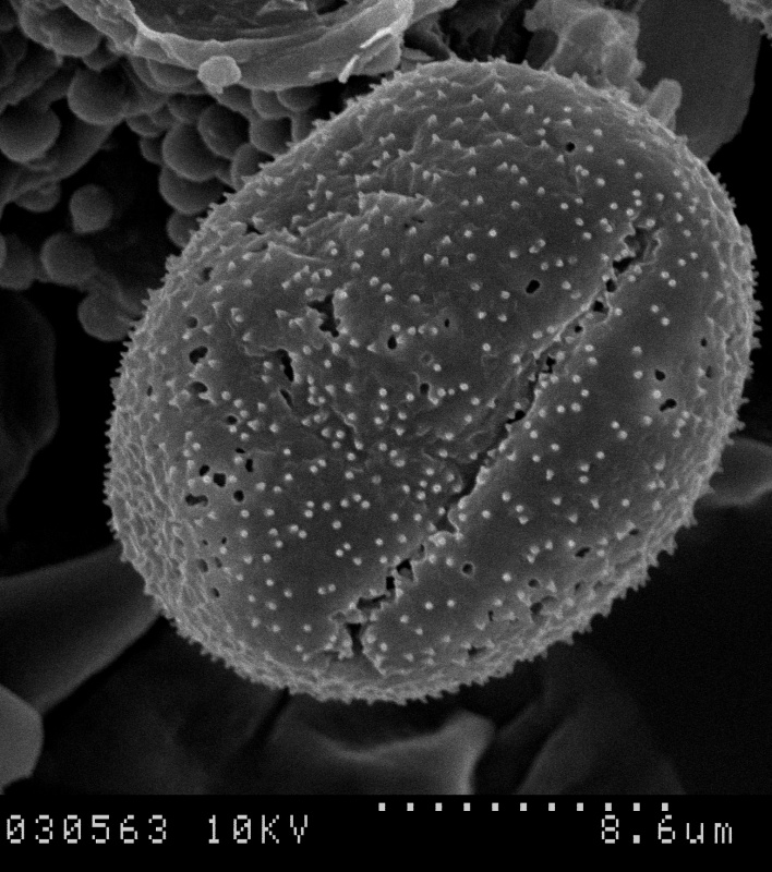 Cuscuta australis; New Caledonia/Bonati/737/S