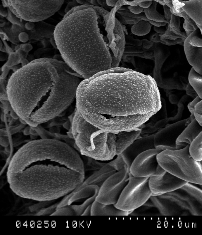 Cuscuta corniculata; Colombia/Dawe/270/KEW