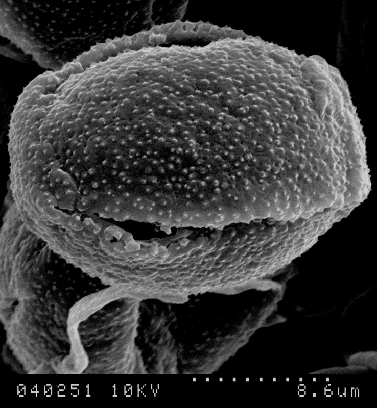 Cuscuta corniculata; Colombia/Dawe/270/KEW