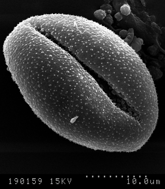 Cuscuta coryli; AR, U.S.A./Demaree/19603/CAS