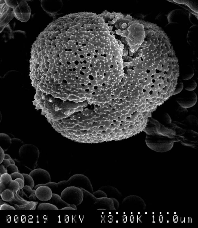 Cuscuta corymbosa; Mexico/Garcia-Ruiz et. al./7572/CIMI