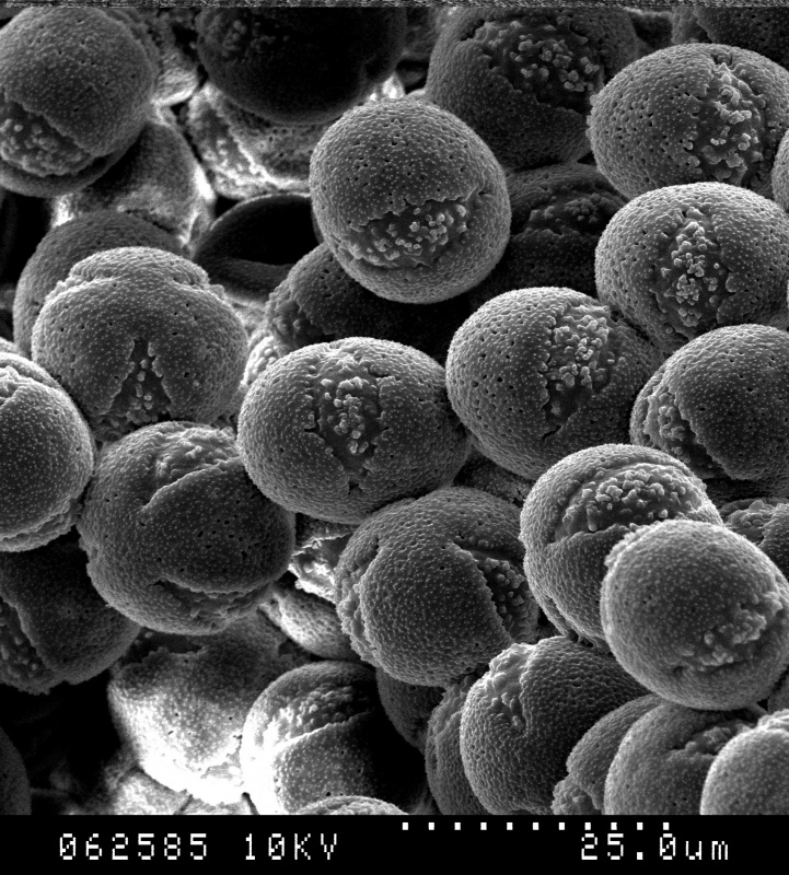 Cuscuta corymbosa var. grandiflora; Mexico/Iltis & Guzman/29077/MEXU