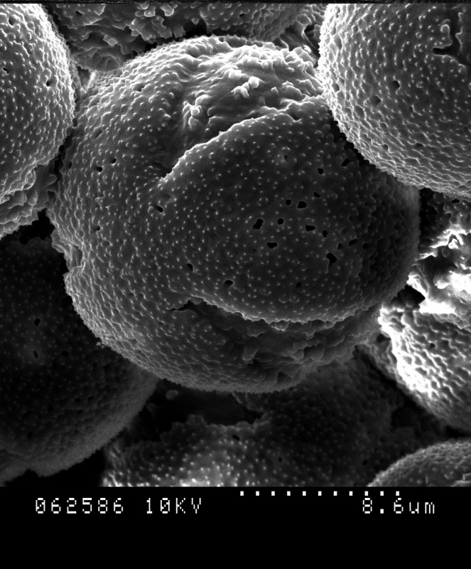 Cuscuta corymbosa var. grandiflora; Mexico/Iltis & Guzman/29077/MEXU