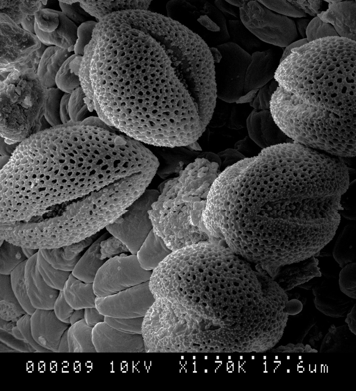 Cuscuta corymbosa var. stylosa; Mexico/Rzedowski/28752/UCR