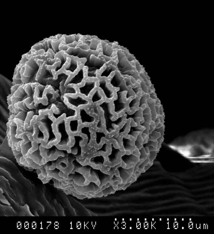 Cuscuta flossdorfii; Argentina/Mendoza &Accbo/919/MO