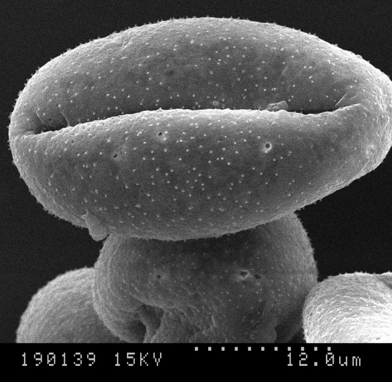 Cuscuta indecora; LA, U.S.A./Allen/19239/BRIT