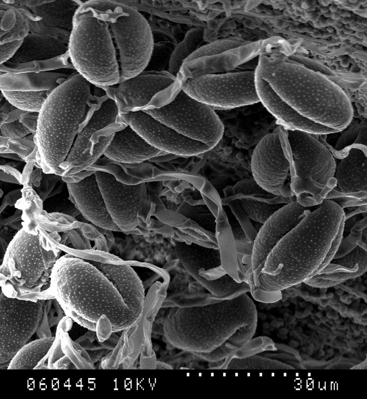 Cuscuta indecora var. attenuata; OK, U.S.A./Waterfall/17496/GH