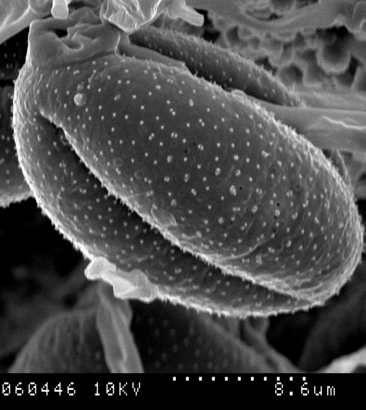 Cuscuta indecora var. attenuata; OK, U.S.A./Waterfall/17496/GH