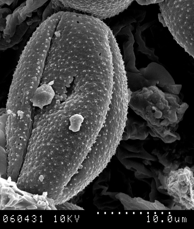 Cuscuta indecora var. longisepala; Argentina/Leal/7964;208 /NY