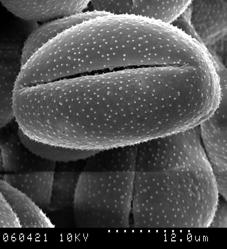 Cuscuta indecora var. neuropetala
