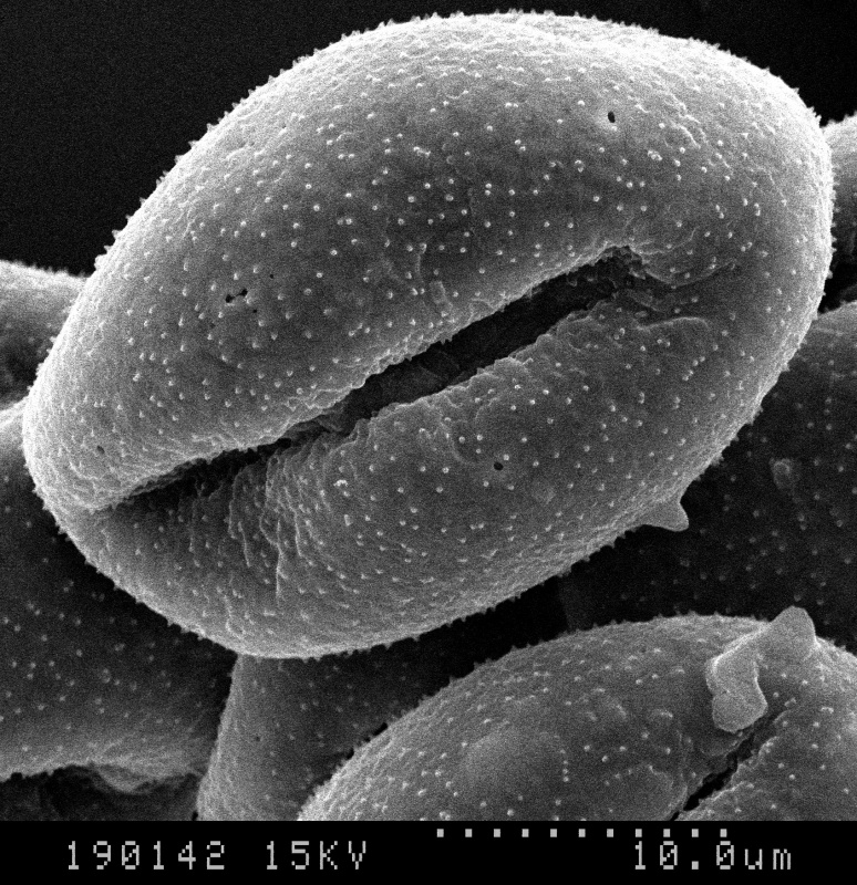 Cuscuta indecora; LA, U.S.A./Allen/19239/BRIT