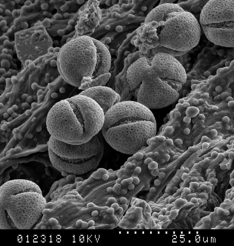 Cuscuta micrantha; Chile/Philippi/489/G