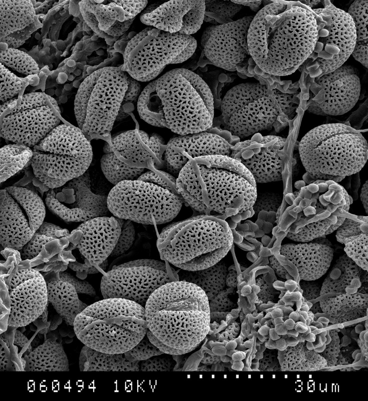 Cuscuta microstyla; Argentina/Boelcke et. al./26-1-1969/CTES;