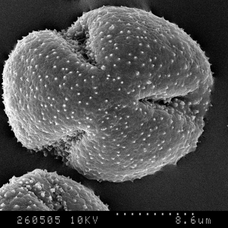 Cuscuta nitida; S. Africa/Rogers/17342/L