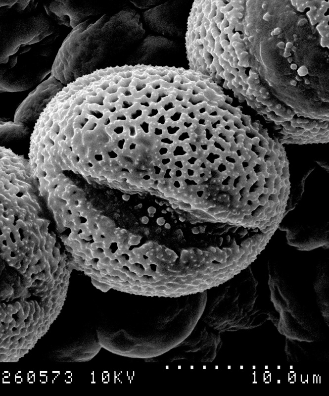 Cuscuta odorata; Ecuador/Jaramillo/10372/AAU