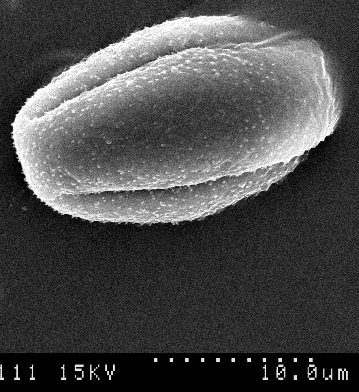 Cuscuta pentagona; AL, U.S.A./Kral/31225/SMU