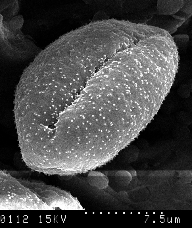 Cuscuta pentagona; AL, U.S.A./Kral/31225/SMU