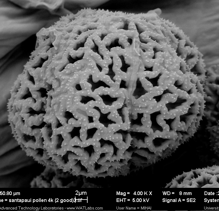 Cuscuta santapaui; Nepal/Nicolson/2796/MO