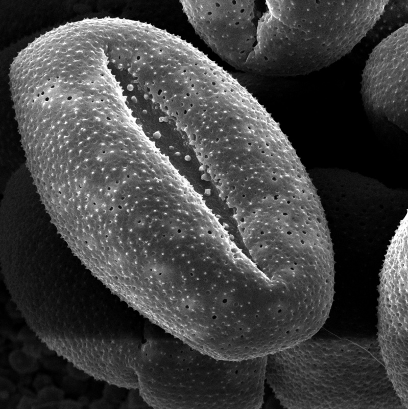 Cuscuta suaveolens; CA, U.S.A./Dudley/s.n./CAS