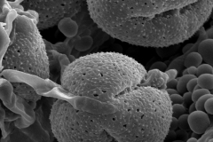 Cuscuta globulosa; Puerto Rico/Urban/855/S