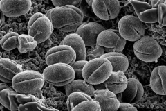 Cuscuta acutiloba; Bolivia/Mardon/1481/G